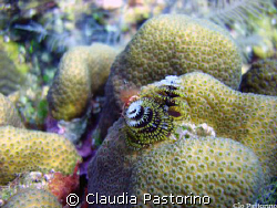 Christmas Tree! by Claudia Pastorino 